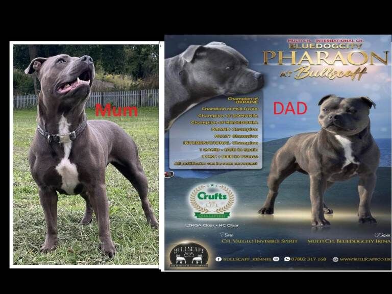 ***Champions Bloodlines***KC Registered Blue Staffordshire Bull Terrier Puppies - Image 2 of 4