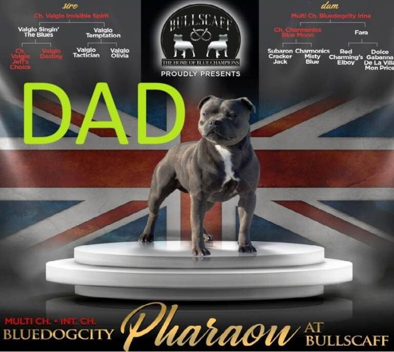 ***Champions Bloodlines***KC Registered Blue Staffordshire Bull Terrier Puppies - Image 3 of 4