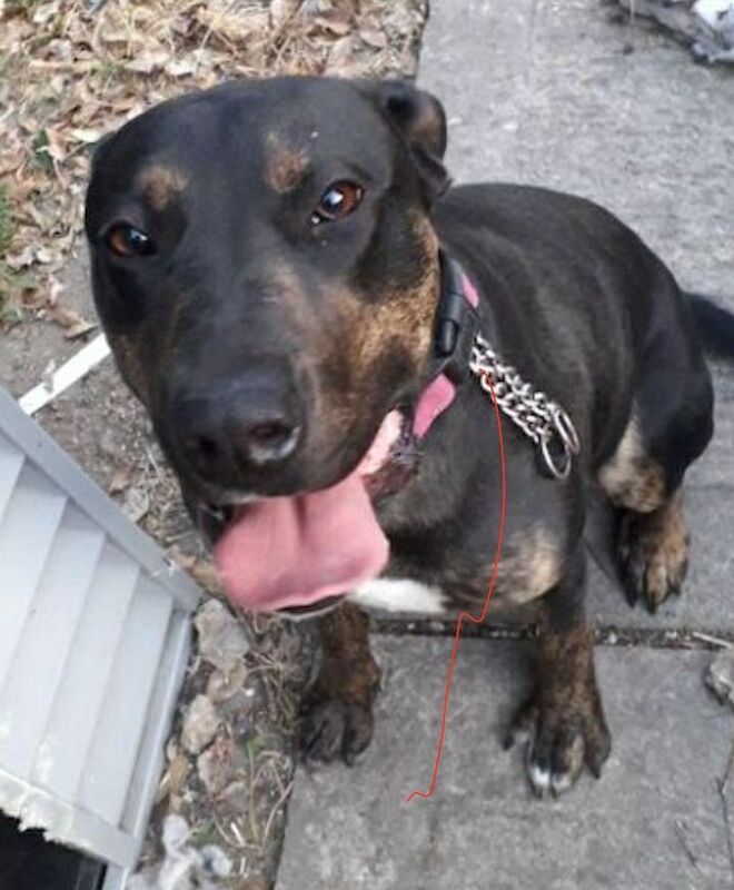 Chiccah Female staff cross cane corso