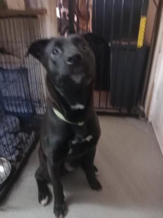 Staffordshire Bull Terrier puppies for sale in Kidderminster, Worcestershire – 1 year old - Image 3 of 3