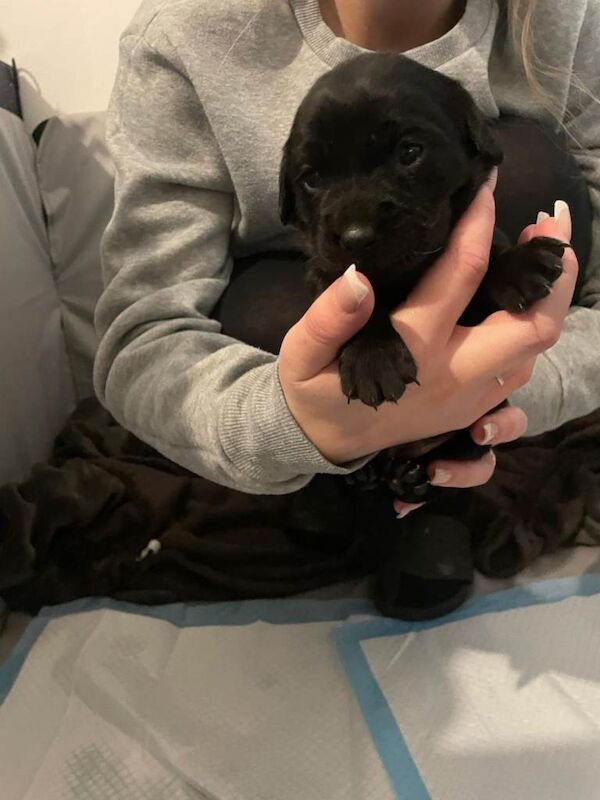 Staffordshire Bull Terrier puppies for sale in Aylsham, Norfolk – 10 weeks old