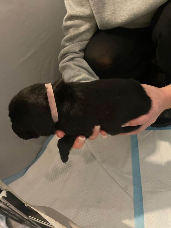 Staffordshire Bull Terrier puppies for sale in Aylsham, Norfolk – 3 months old - Image 2 of 3