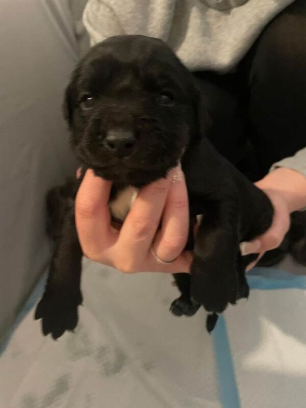 Staffordshire Bull Terrier puppies for sale in Aylsham, Norfolk – 3 months old - Image 3 of 3