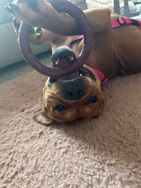 Staffordshire Bull Terrier puppies for sale in South Side, City of Edinburgh – 2 years old