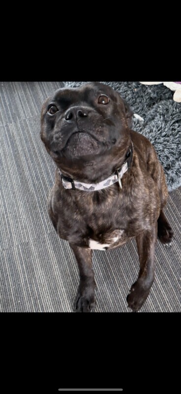 Staffordshire Bull Terrier puppies for sale in Kingston upon Hull, East Riding of Yorkshire – 5 years old - Image 2 of 3