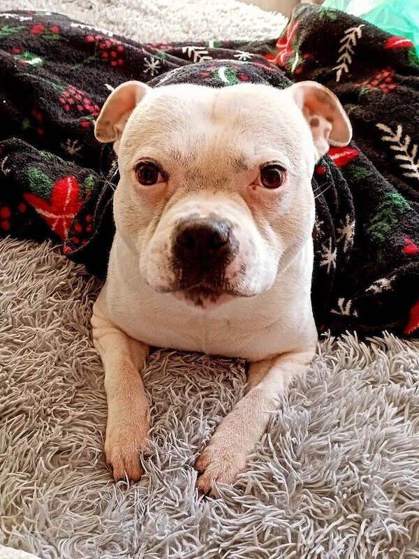 Staffordshire Bull Terrier Puppies For Sale Under £1,000