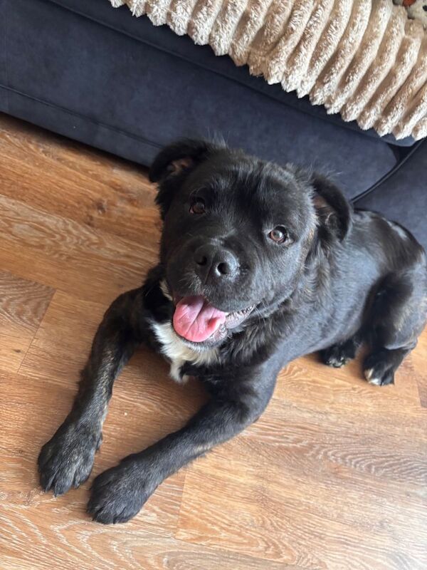Dog for sale