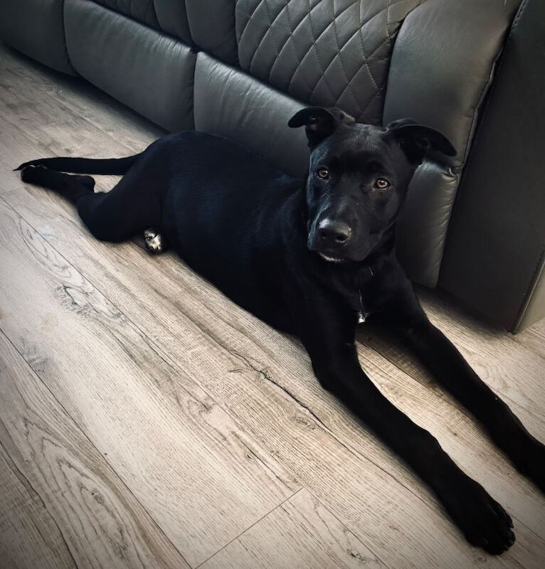 Dog for sale