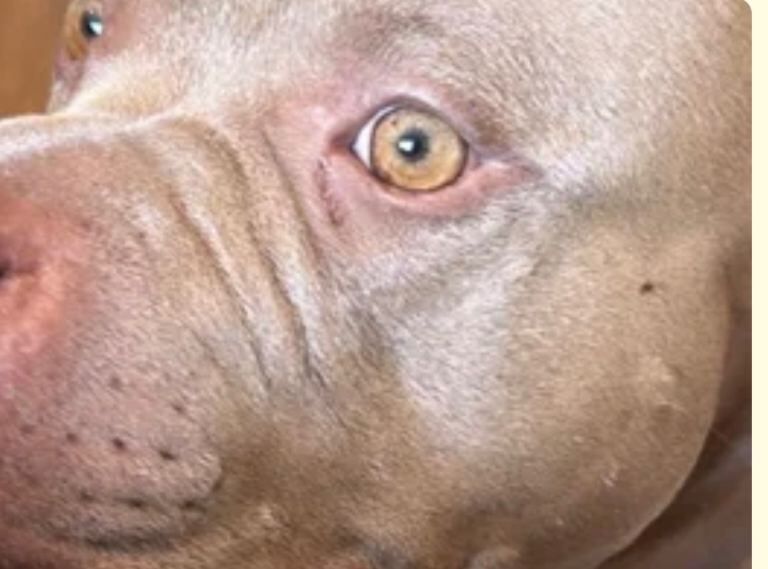 Staffordshire Bull Terrier puppies for sale in Newham, Cornwall – 2 years old