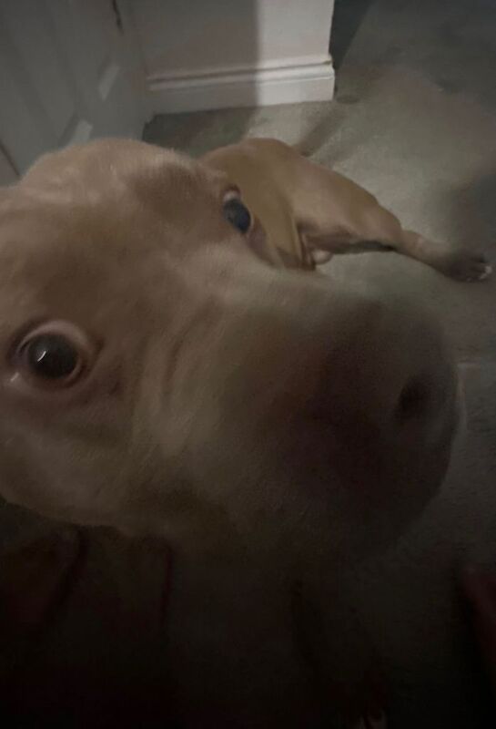 Staffordshire Bull Terrier puppies for sale in Newham, Cornwall – 2 years old - Image 2 of 2