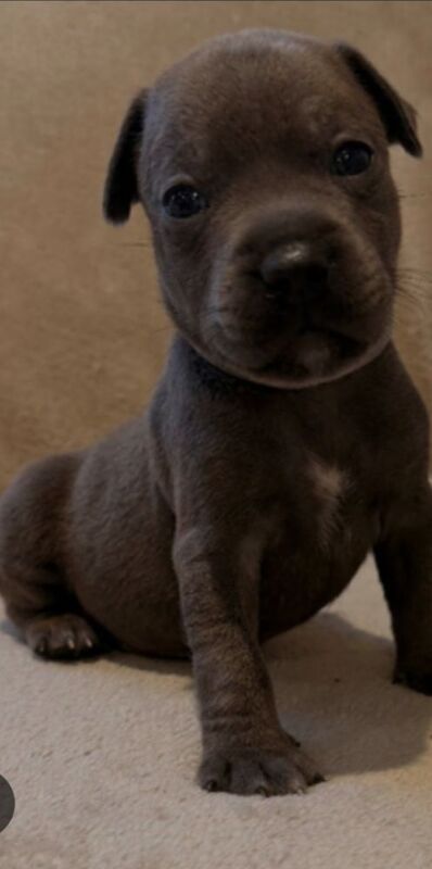 Dog wanted