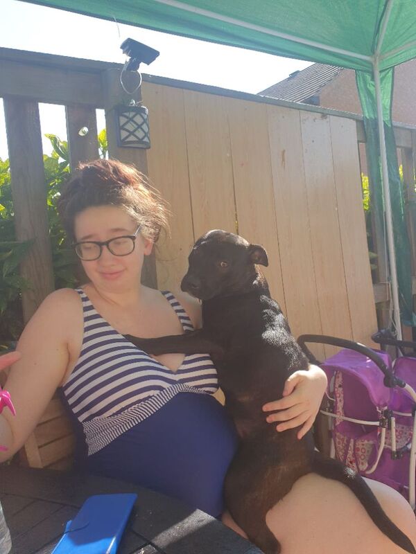 Staffordshire Bull Terrier puppies for sale in Selby, North Yorkshire – 2 years old