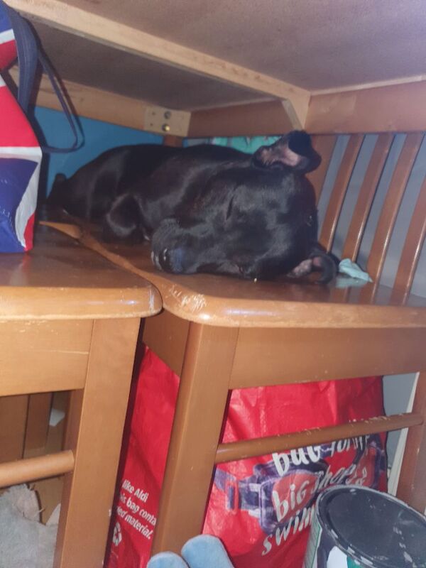 Staffordshire Bull Terrier puppies for sale in Selby, North Yorkshire – 2 years old - Image 2 of 3