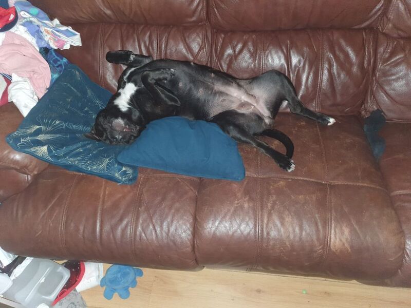 Staffordshire Bull Terrier puppies for sale in Selby, North Yorkshire – 2 years old - Image 3 of 3