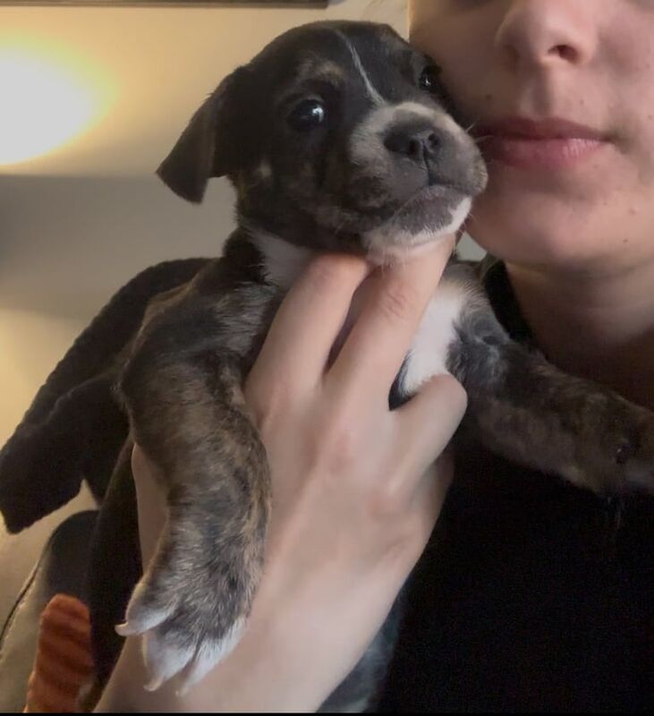 Staffordshire Bull Terrier puppies for sale in Warrington, Cheshire – 7 weeks old - Image 3 of 3