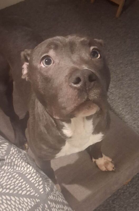 Staffordshire Bull Terrier puppies for sale in Southam, Warwickshire – 10 months old
