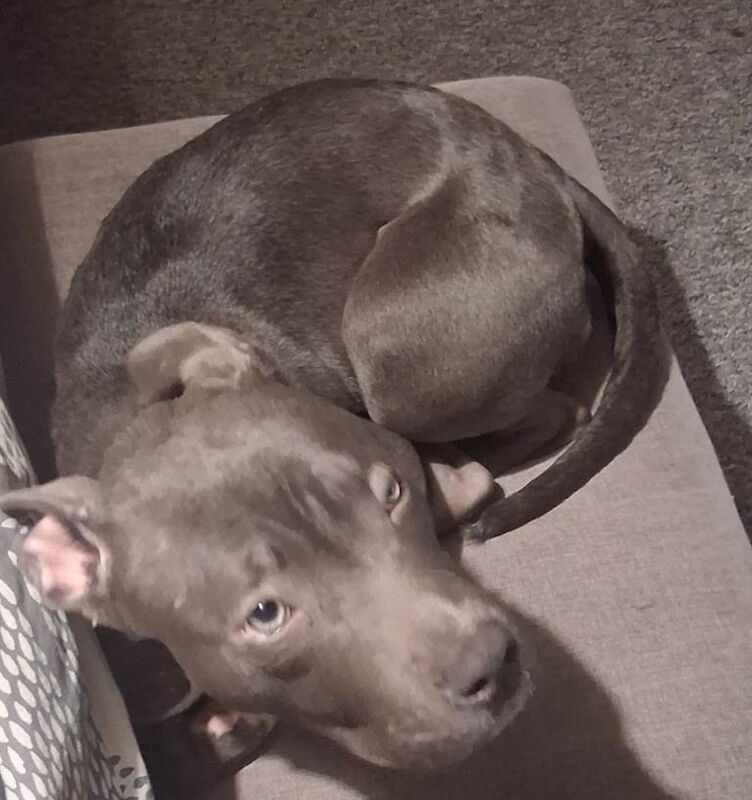 Staffordshire Bull Terrier puppies for sale in Southam, Warwickshire – 10 months old - Image 2 of 2