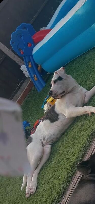 Staffordshire Bull Terrier puppies for sale in Edgware, London – 1 year old