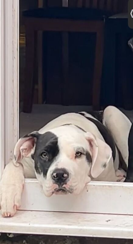 Staffordshire Bull Terrier puppies for sale in Edgware, London – 1 year old - Image 2 of 3