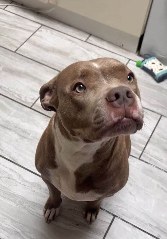 Staffordshire Bull Terrier puppies for sale in Edgware, London – 10 months old - Image 2 of 2