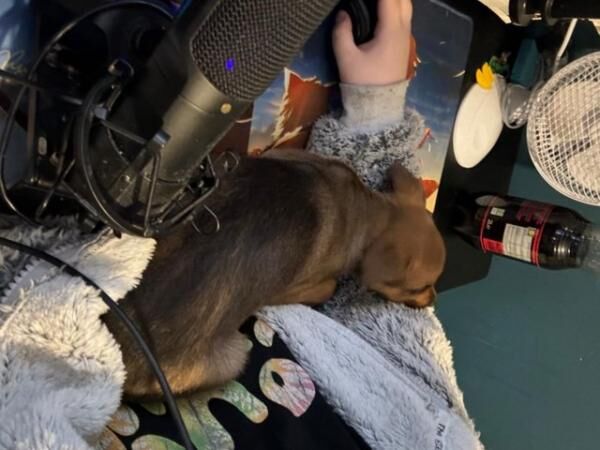 Staffordshire Bull Terrier puppies for sale in Birmingham, West Midlands – 1 year old - Image 2 of 5