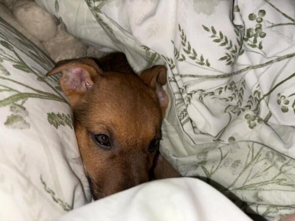 Staffordshire Bull Terrier puppies for sale in Birmingham, West Midlands – 1 year old - Image 3 of 5