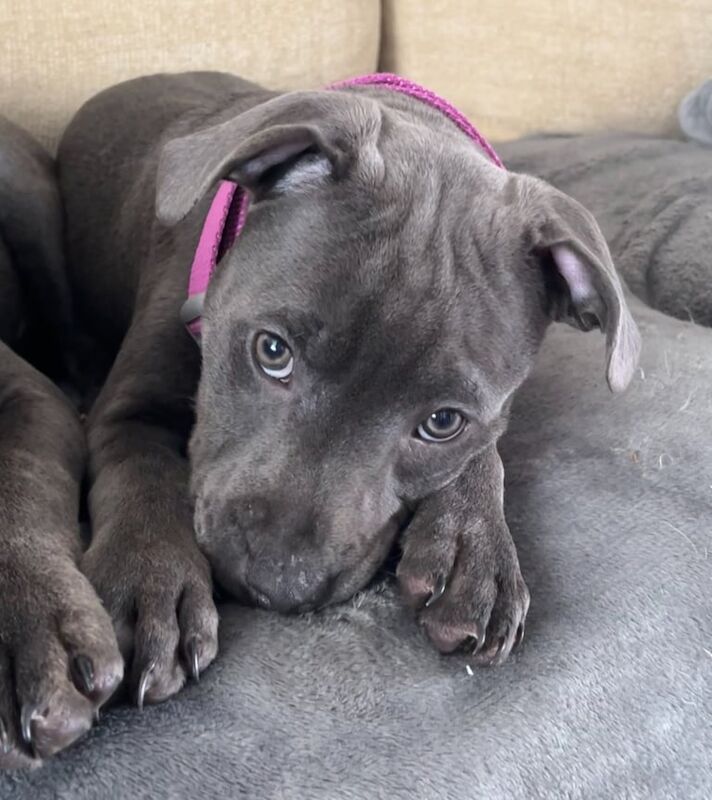 Staffordshire Bull Terrier puppies for sale in Brynmawr, Gwent – KC registered, 11 weeks old
