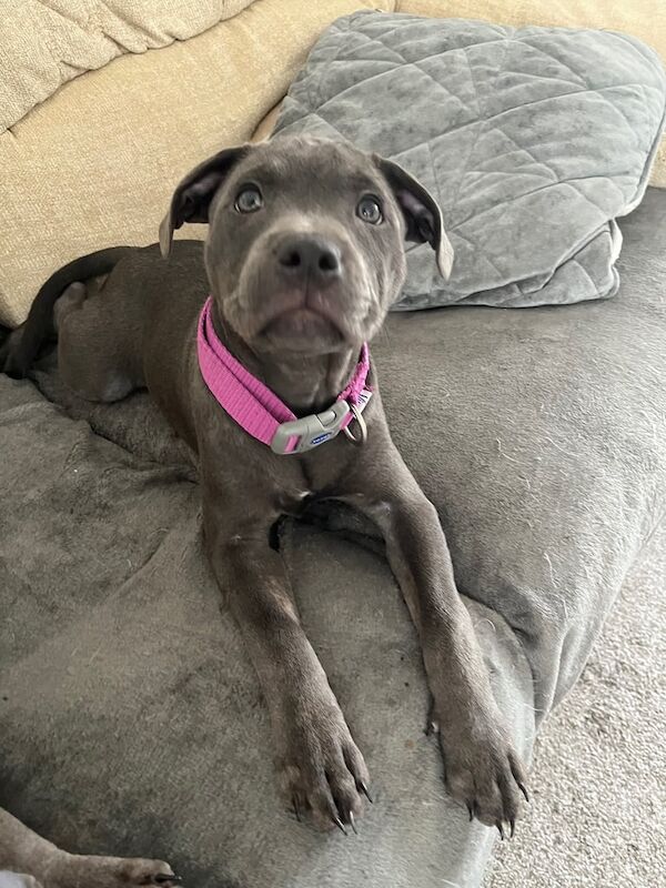 Staffordshire Bull Terrier puppies for sale in Brynmawr, Gwent – KC registered, 11 weeks old - Image 2 of 3