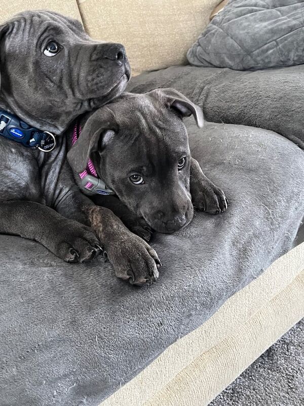 Staffordshire Bull Terrier puppies for sale in Brynmawr, Gwent – KC registered, 11 weeks old - Image 3 of 3