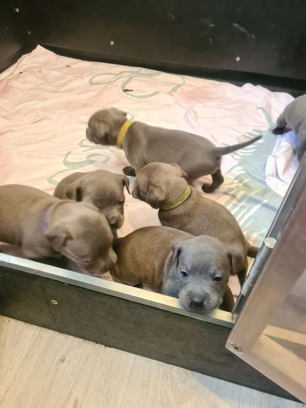 Female puppy for sale in Gloucester, Gloucestershire