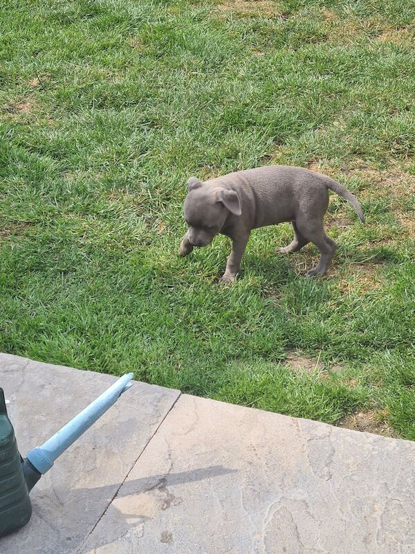 Staffordshire Bull Terrier puppies for sale in Gloucester, Gloucestershire – KC registered, 8 months old - Image 2 of 3