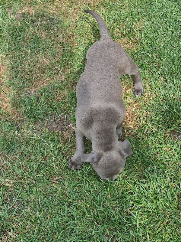 Female puppy for sale in Gloucester, Gloucestershire | Image 3