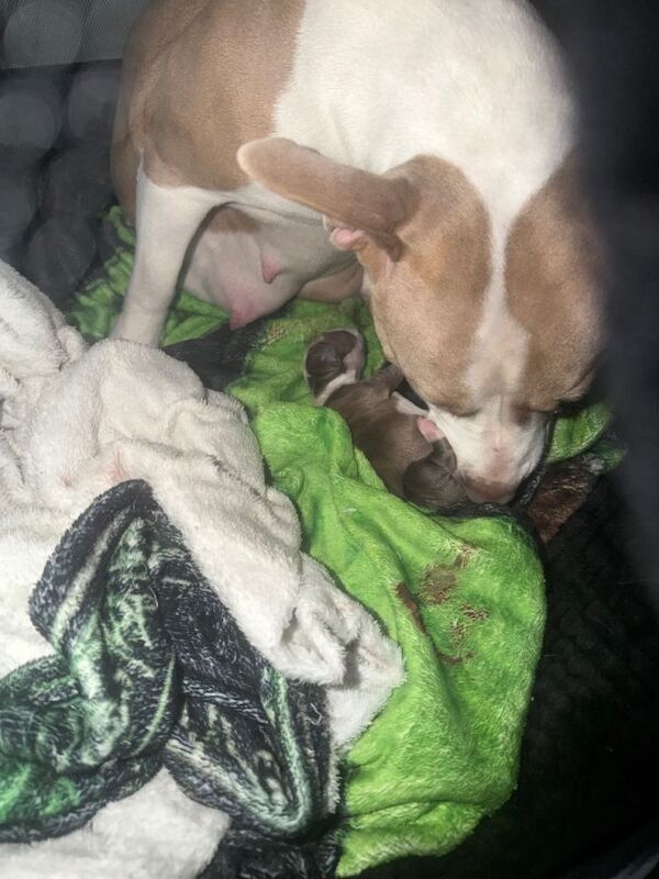 Female Red Fox Staffordshire Bull Terrier Puppy - Image 2 of 2