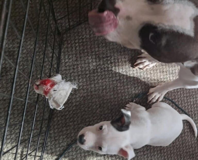 Staffordshire Bull Terrier puppies for sale in Southampton, Hampshire – 9 months old - Image 2 of 3