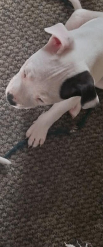 Staffordshire Bull Terrier puppies for sale in Southampton, Hampshire – 9 months old - Image 3 of 3