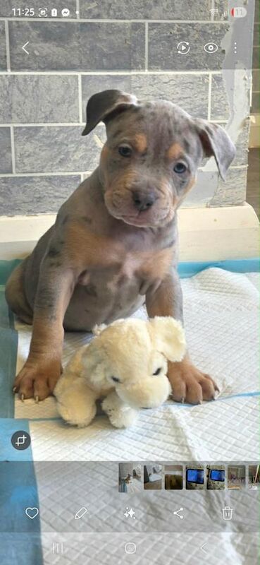Staffie Puppies For Sale