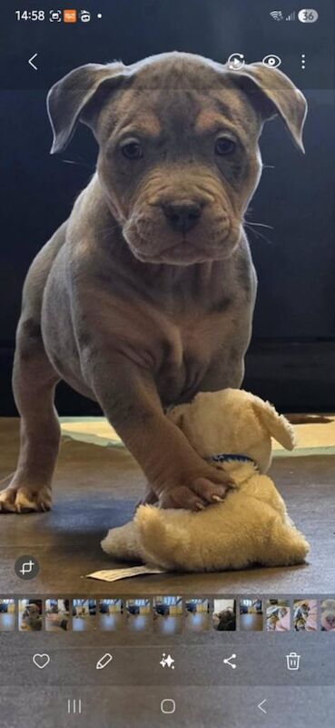 female staff pup - Image 2 of 5