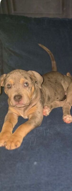 female staff pup - Image 3 of 5