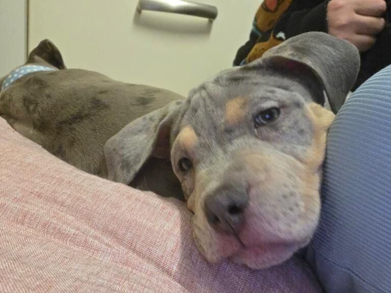 female staff pup - Image 4 of 5