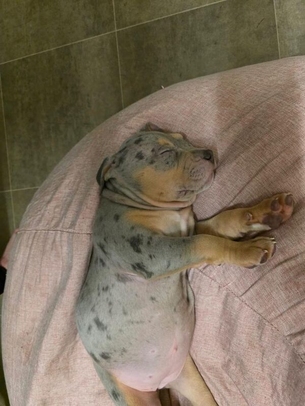 female staff pup - Image 5 of 5