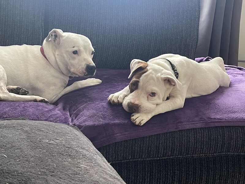 Female staff x Xl bully - Image 2 of 3