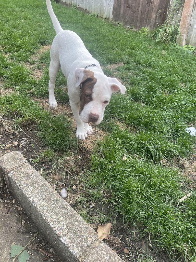 Female staff x Xl bully - Image 3 of 3