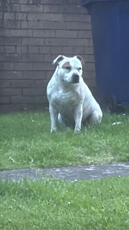 Female Staffordshire