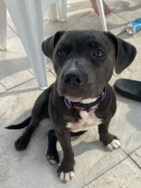 Staffordshire Bull Terrier puppies for sale in Coventry, West Midlands โ 2 years old