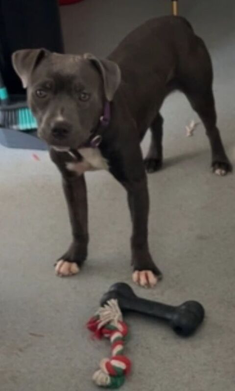 Staffordshire Bull Terrier puppies for sale in Coventry, West Midlands – 2 years old - Image 2 of 3
