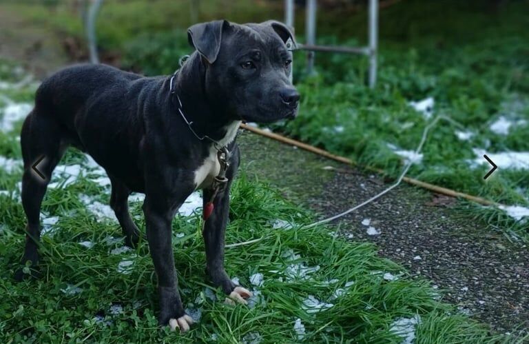Staffordshire Bull Terrier puppies for sale in Coventry, West Midlands – 2 years old - Image 3 of 3