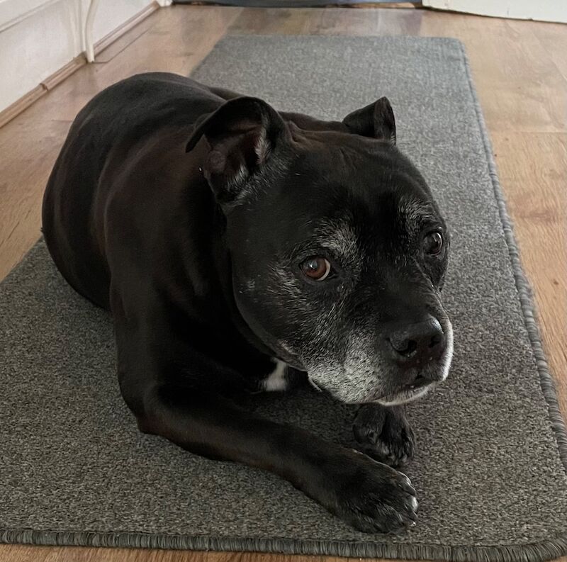 Staffordshire Bull Terrier puppies wanted in Haverhill, Suffolk – 9 months old