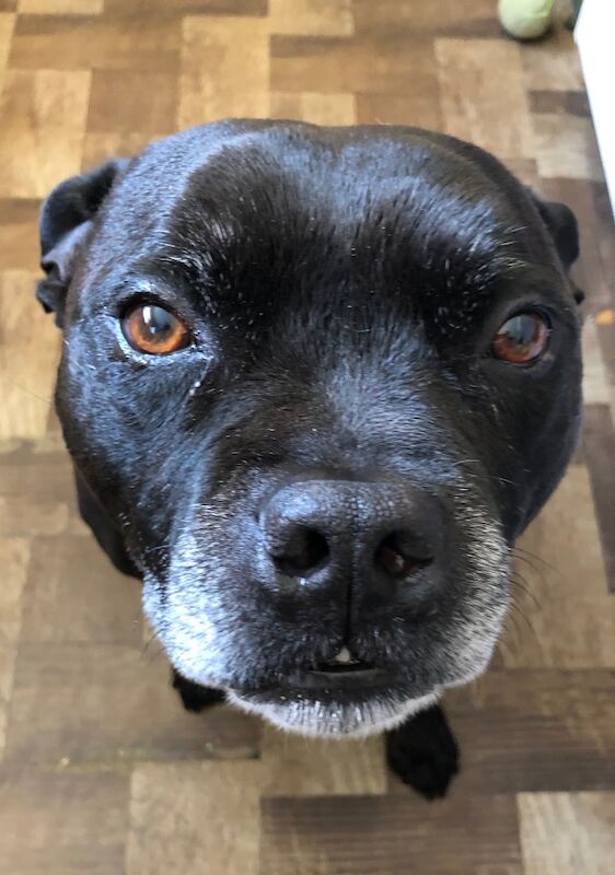 Staffordshire Bull Terrier puppies wanted in Haverhill, Suffolk – 10 months old - Image 2 of 3