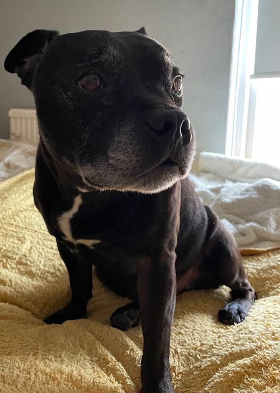 Staffordshire Bull Terrier puppies wanted in Haverhill, Suffolk – 10 months old - Image 3 of 3