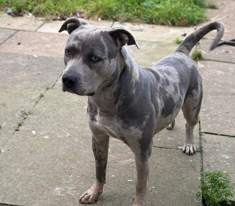 Staffordshire Bull Terrier puppies for sale in Lowestoft, Suffolk – 2 years old